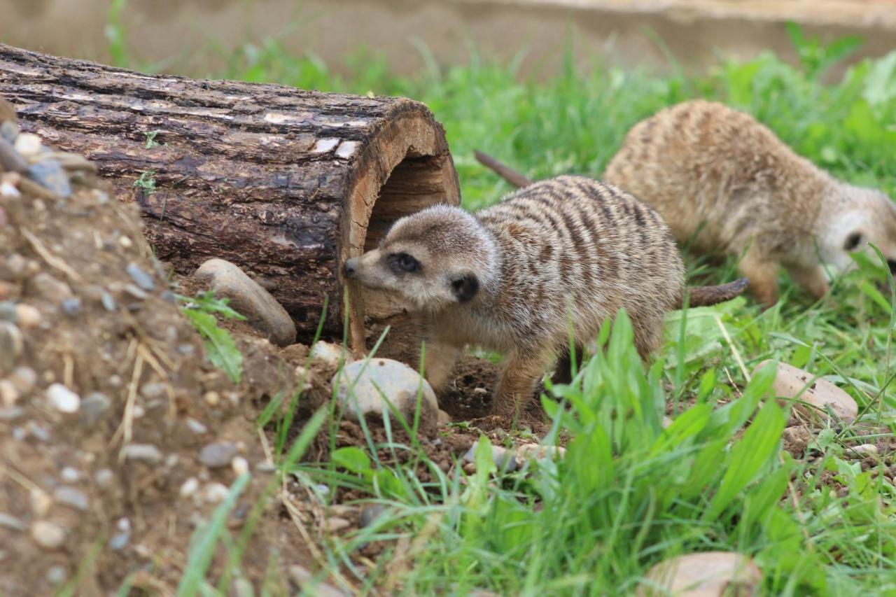 Вілла Zoopark Zelcin Мельник Екстер'єр фото